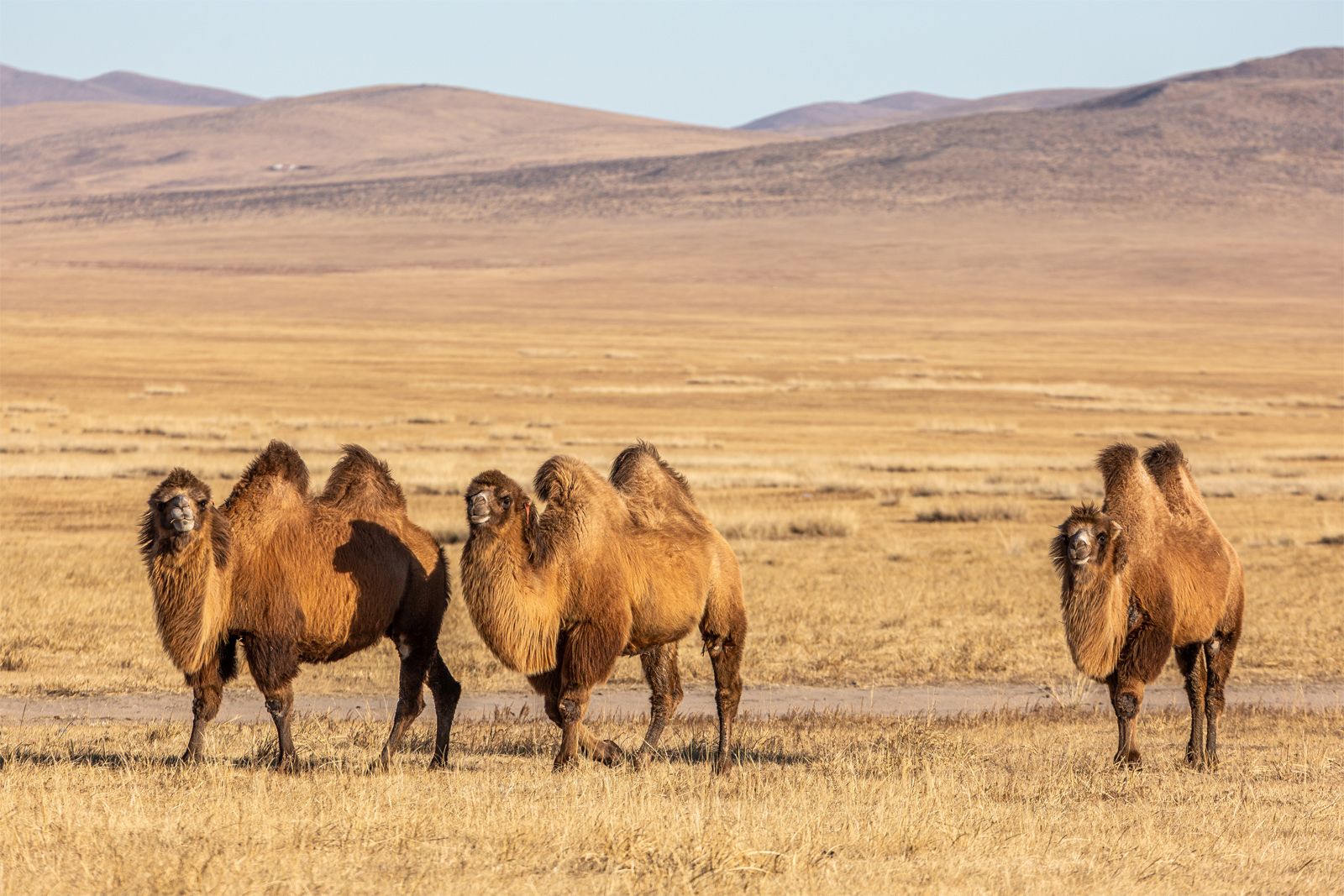 a group of wild bactrian camels