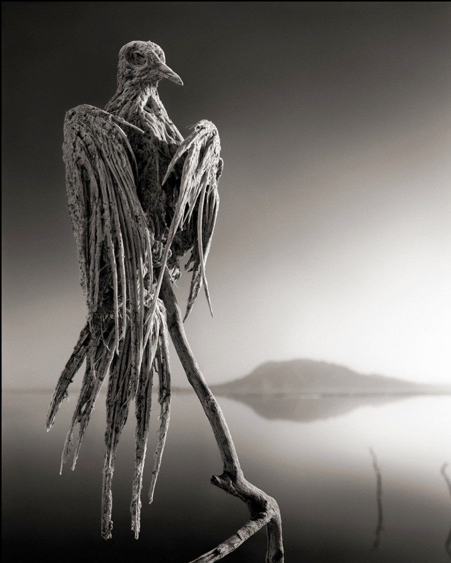 a calcified animal in lake natron
