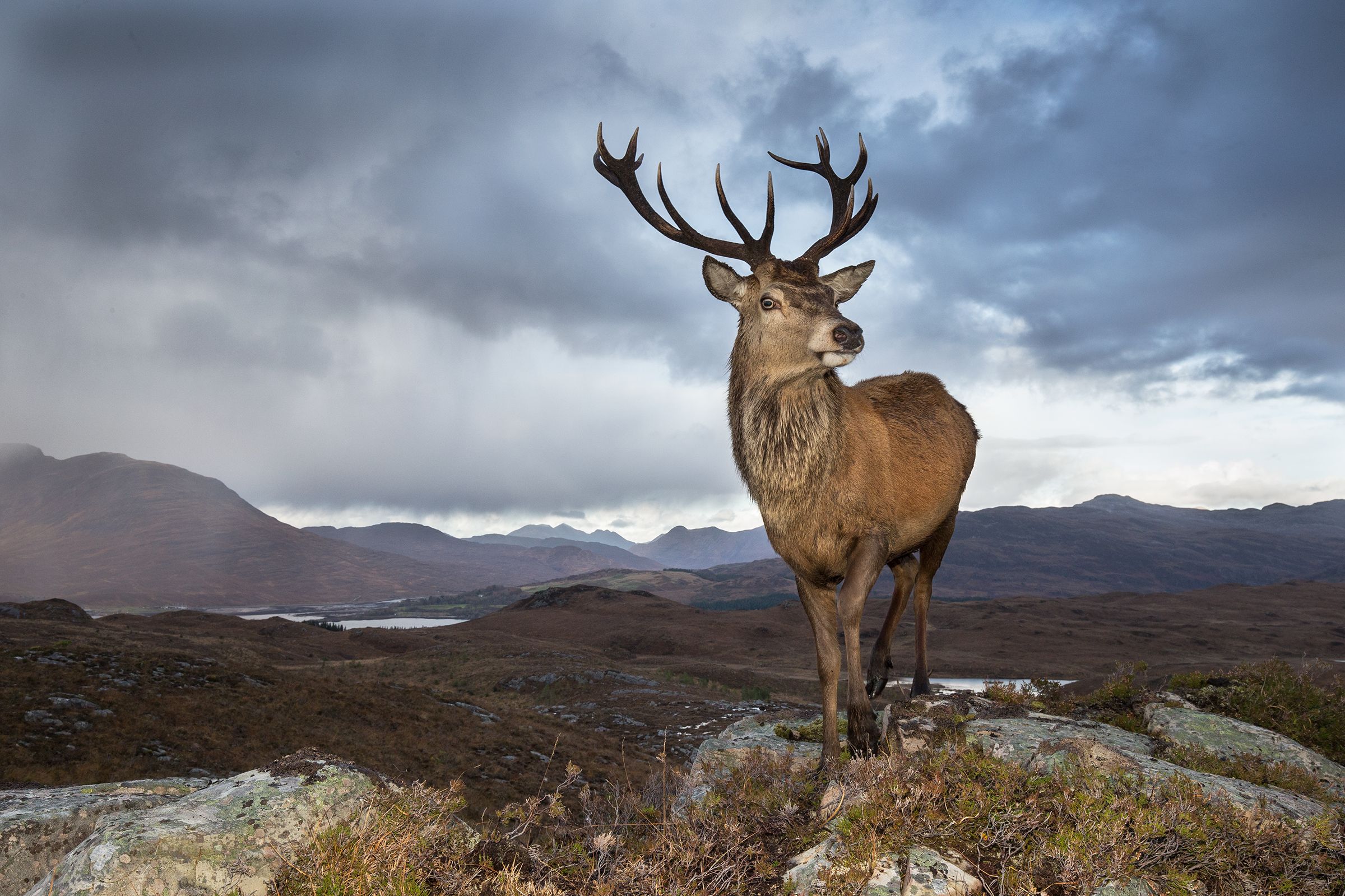 Flow Country Is The Most Untamed Place In The UK, And The Key To Carbon ...