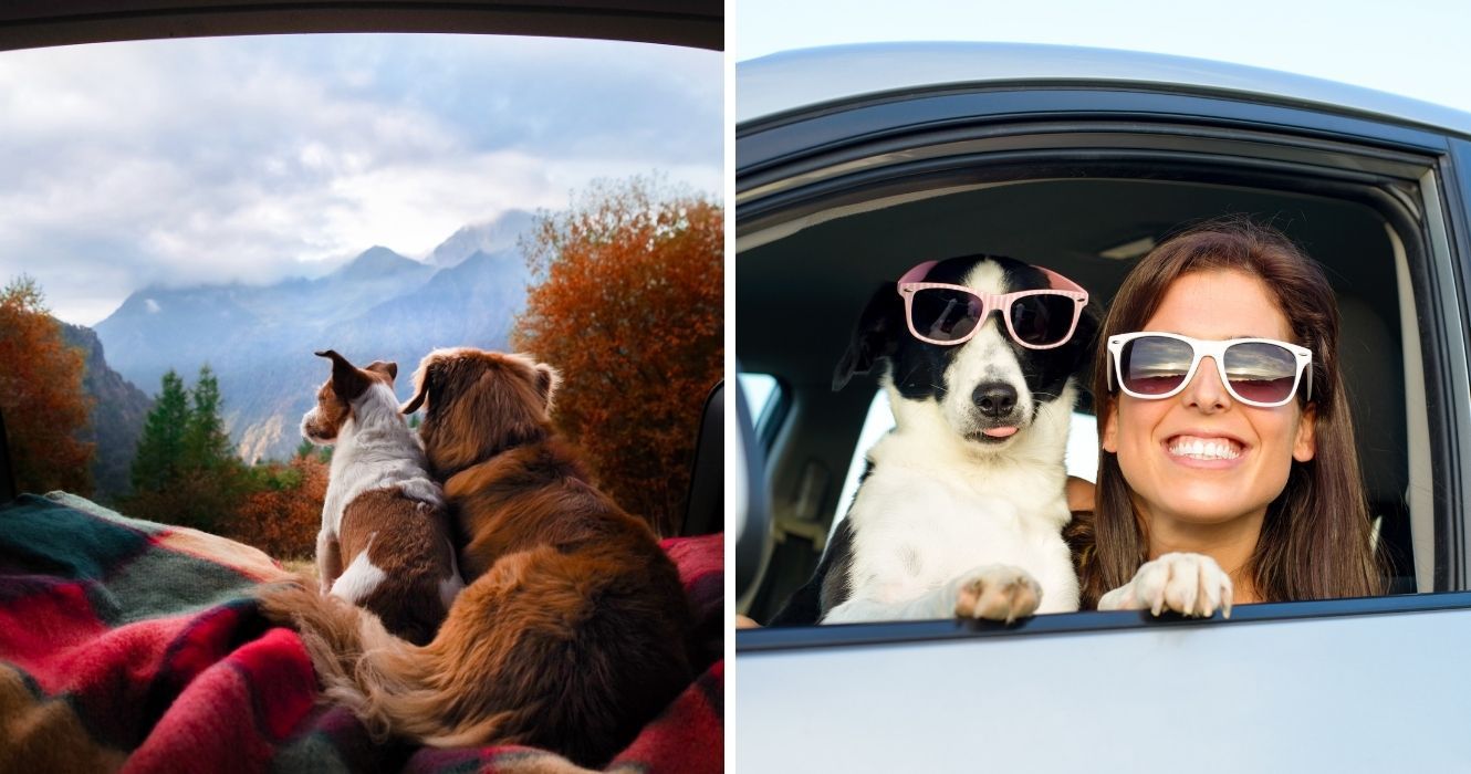 A Dog Is Man's Best Friend But Also The Best Travel Companion Try