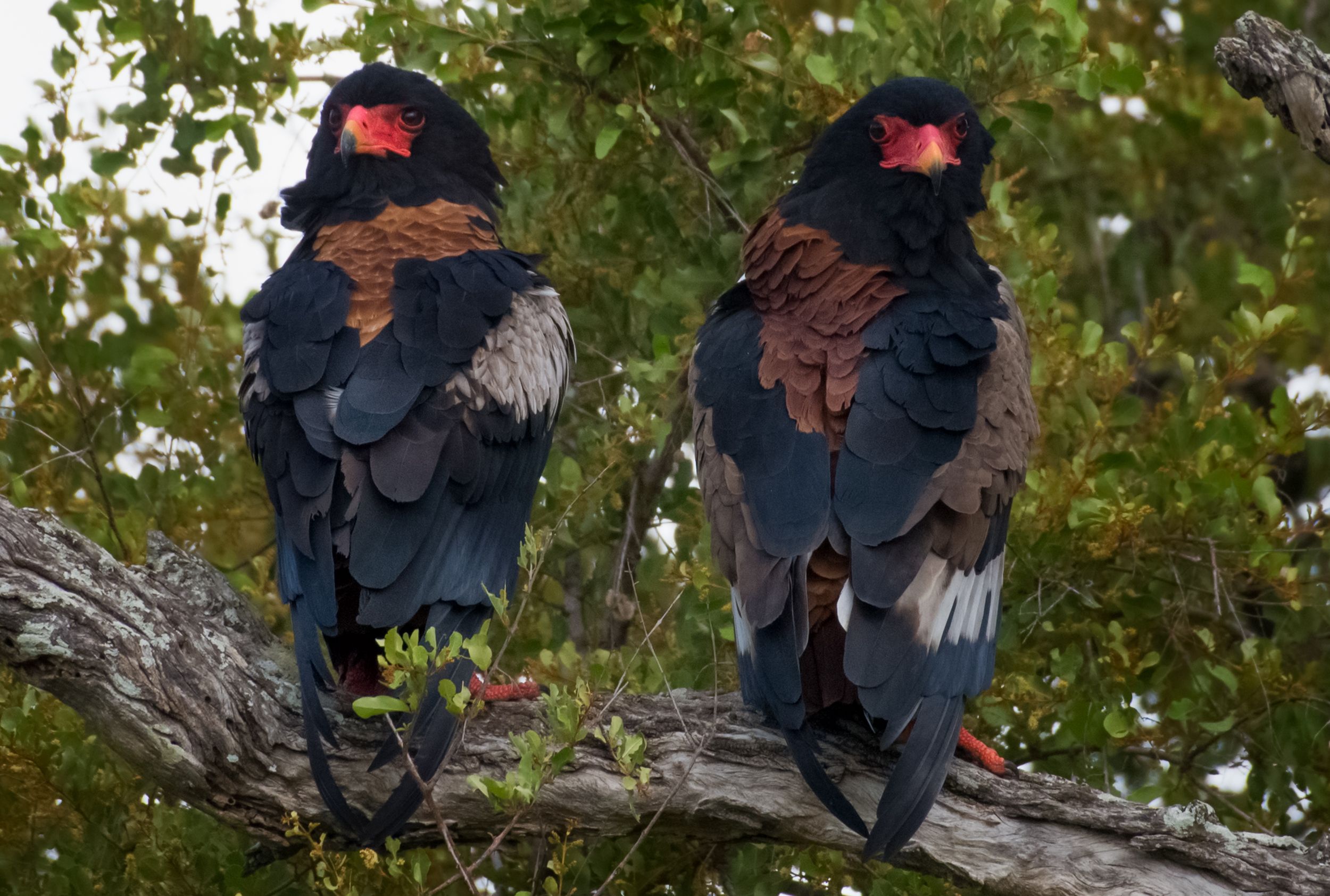birds in kruger national park