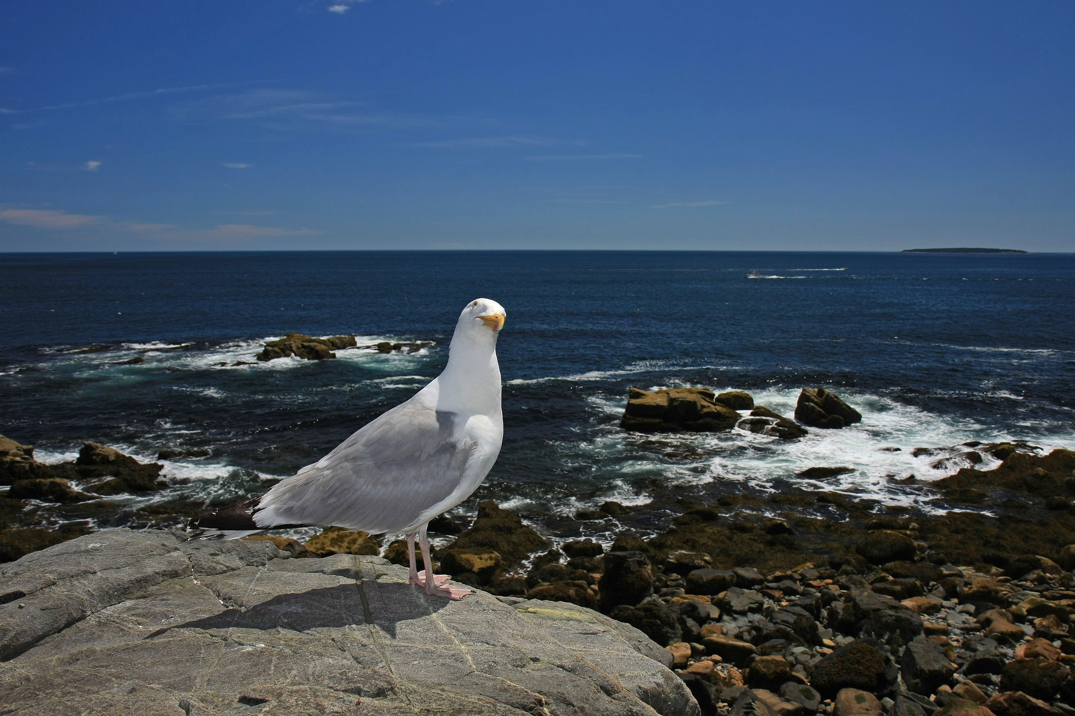 a seagull on mount desert island