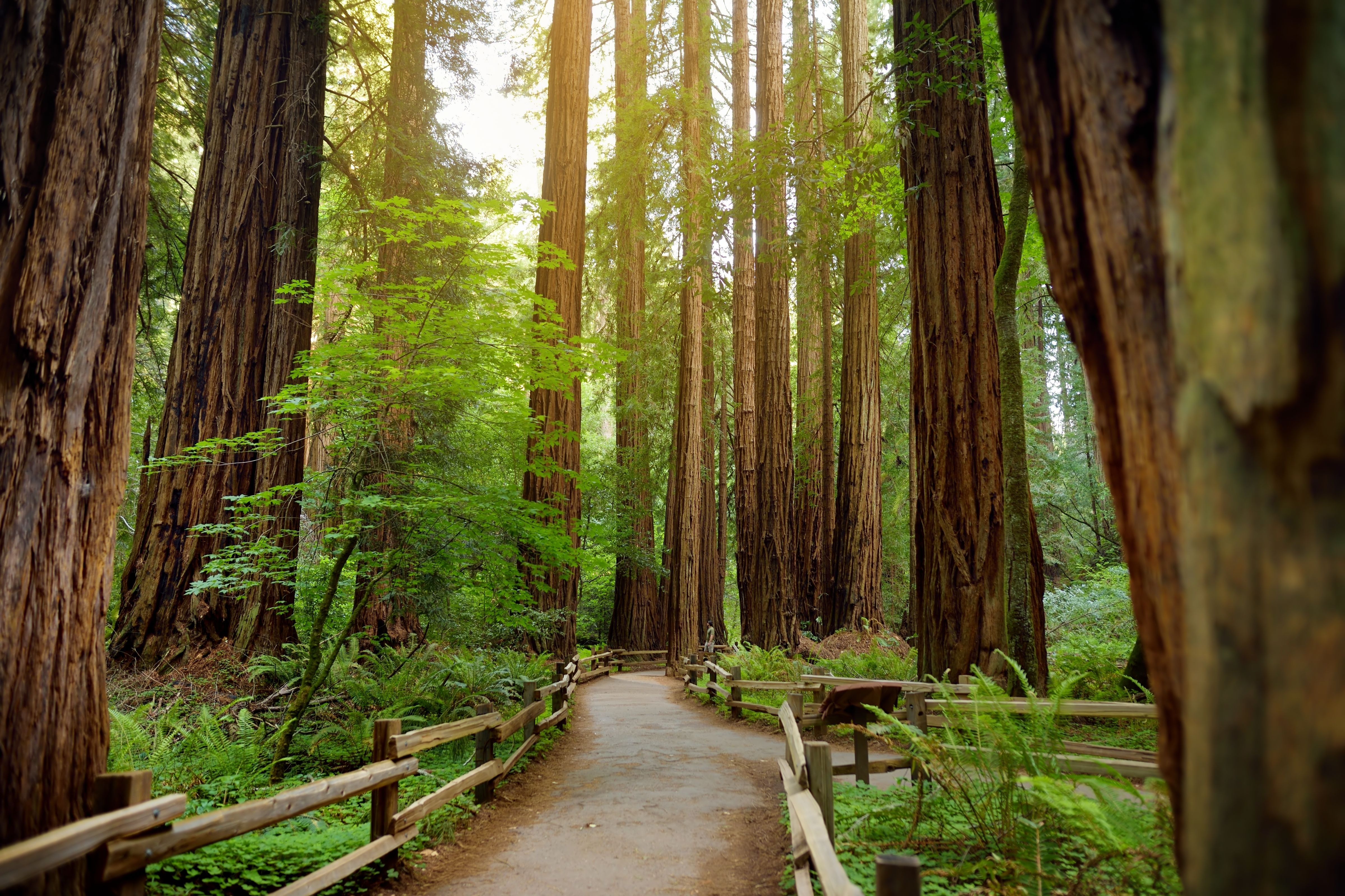 Coast Redwoods Oregon