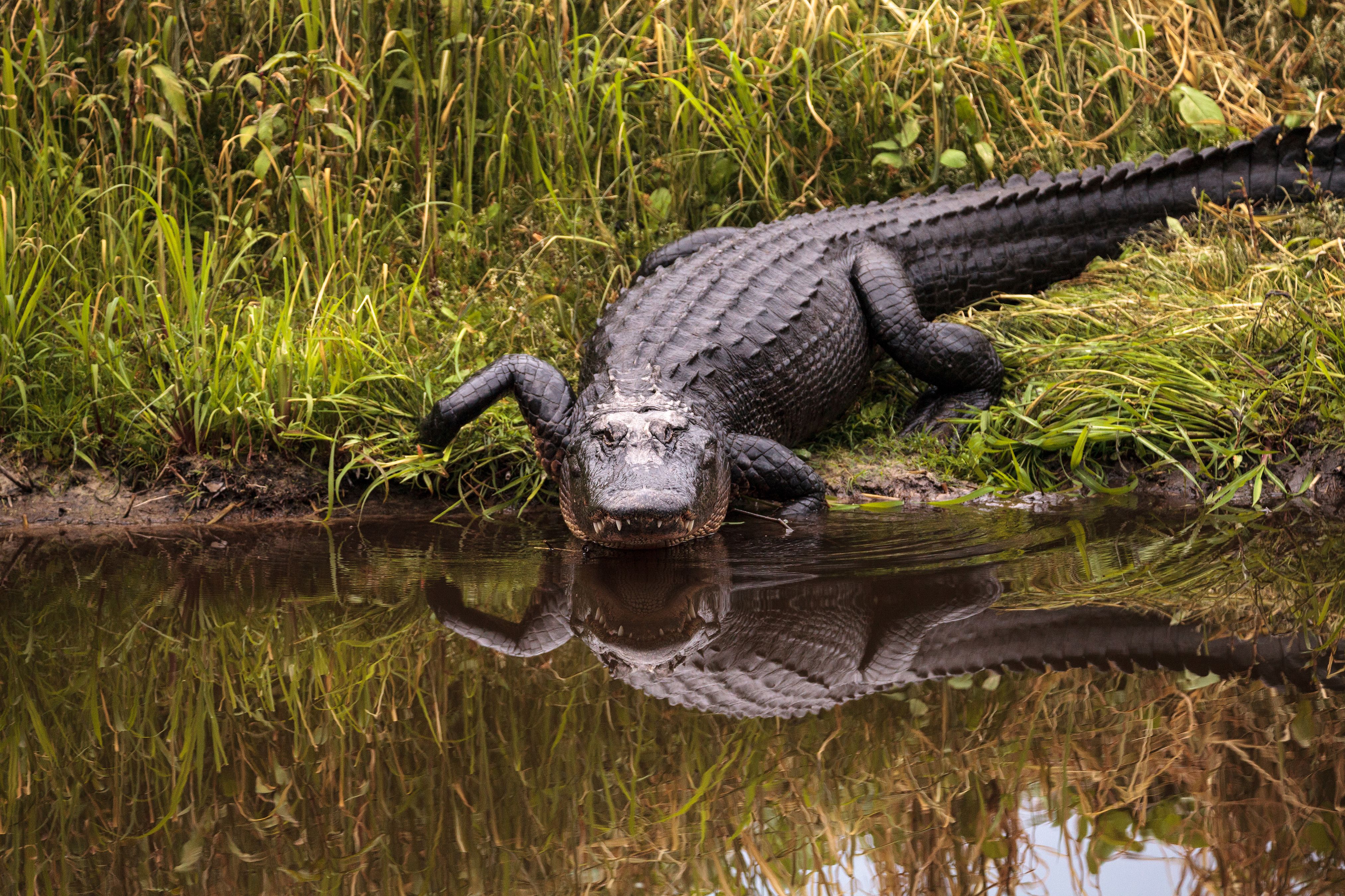 An alligator in a swamp in Florida