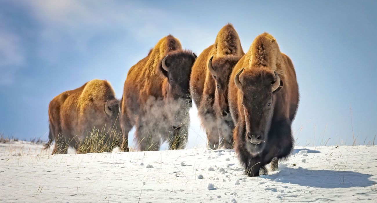 Bison Marching In Winter in Yellowstone
