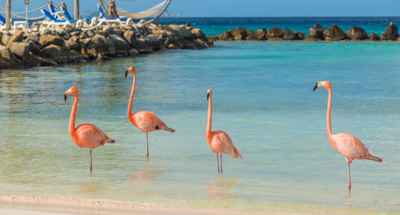 Flamingos In Aruba