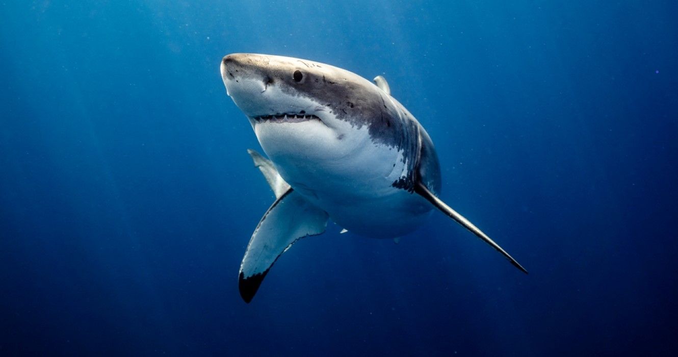 Great White Shark