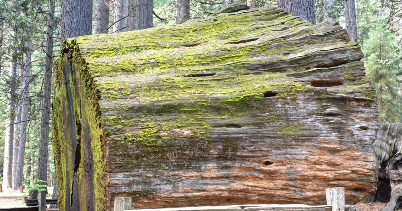 This Giant Tree Stump Is California's Oldest Tourist Attraction