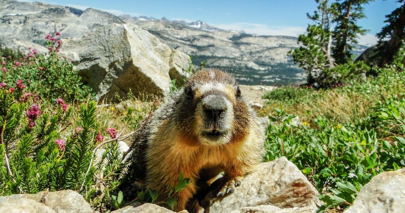 Marmot On Mount Hoffman, Yosemite National Park, California
