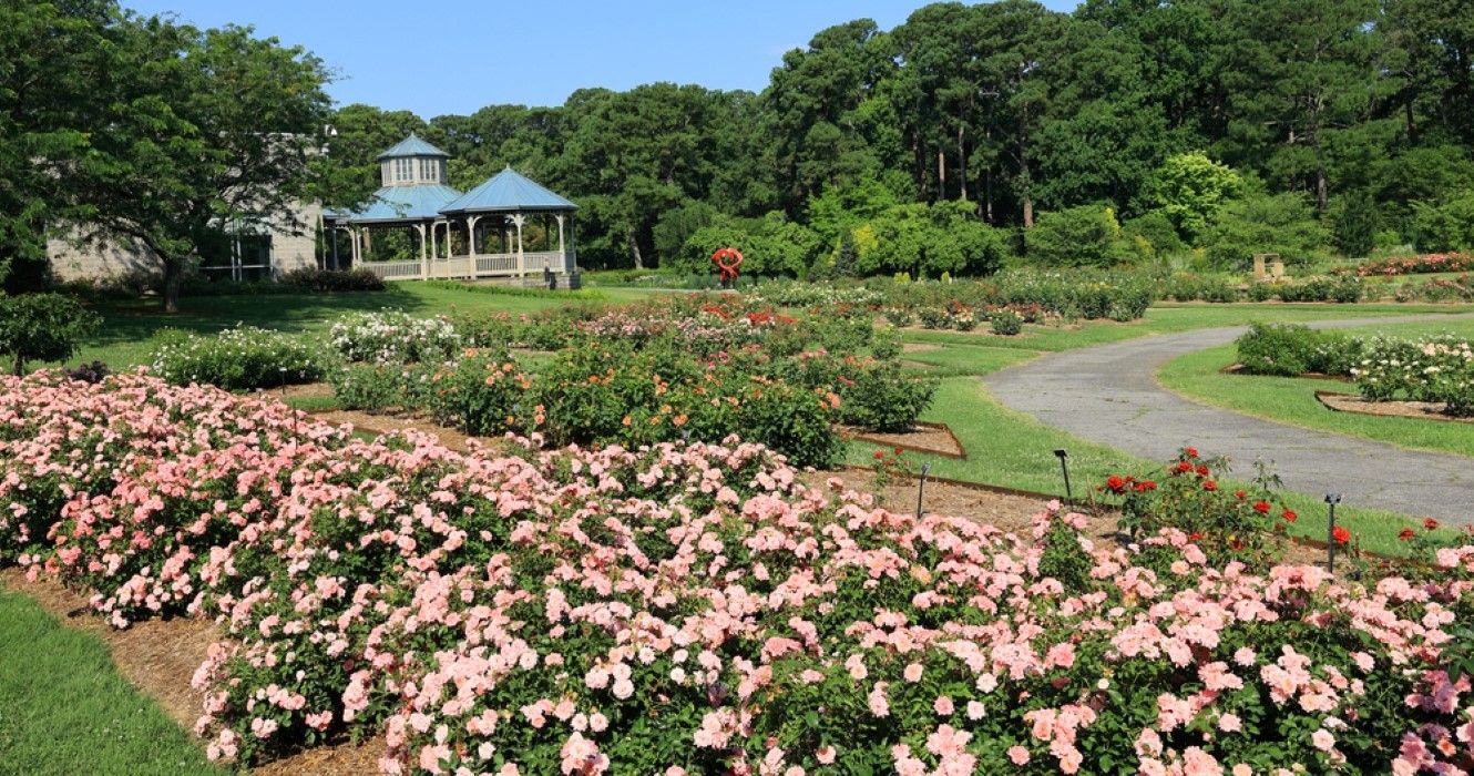 Rose Garden of Norfolk Botanical Gardens