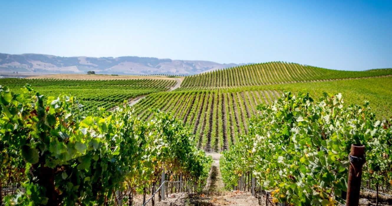 Vineyard in Napa Valley, California