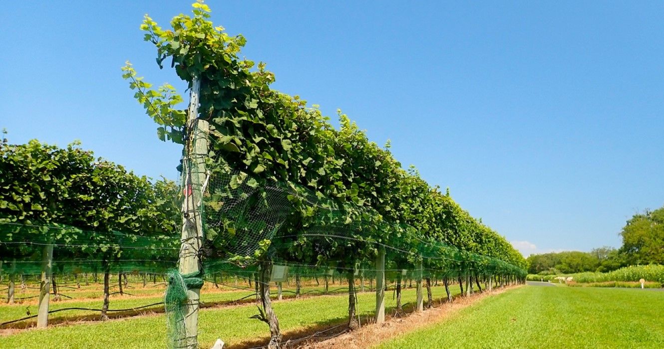 Grape Vines Of A Vineyard
