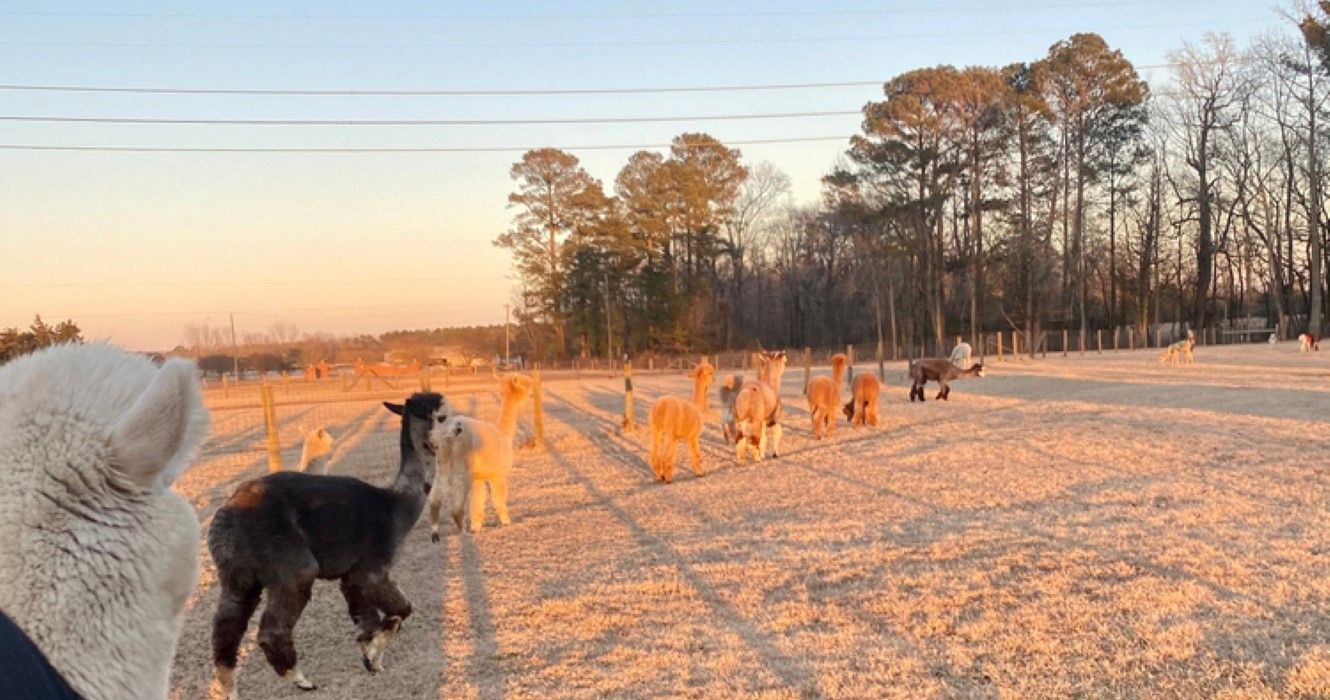 Alpacas