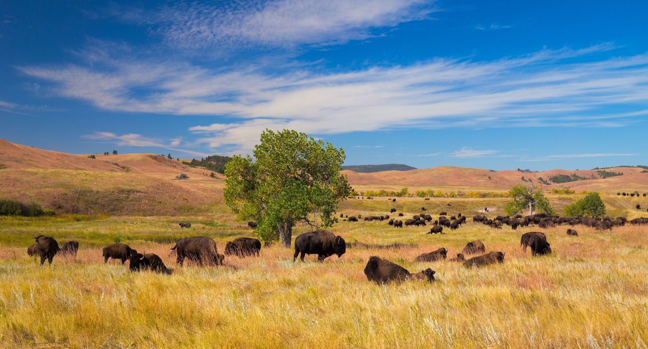 Bison on grasslands, Custer State Park