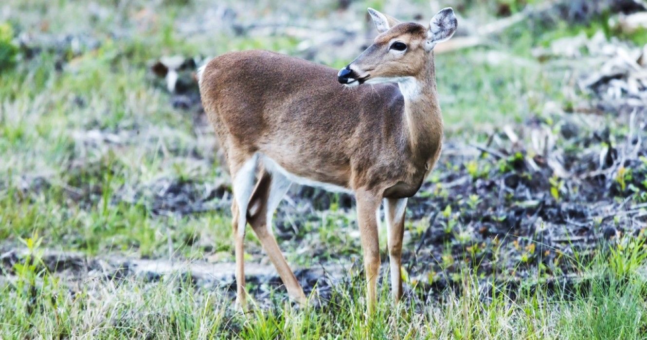Deer in Kissimmee Prairie Preserve in Florida