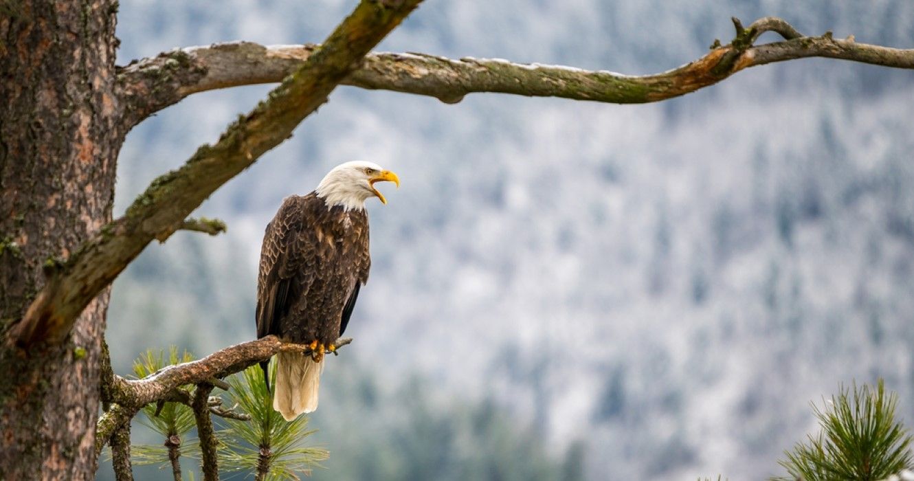 Eagle on a tree in Idaho