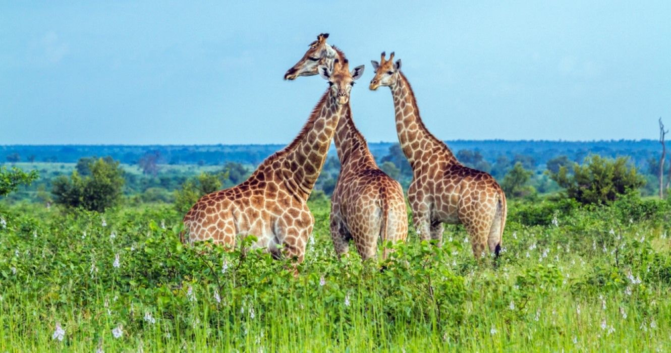 Giraffe in Kruger national park, South Africa