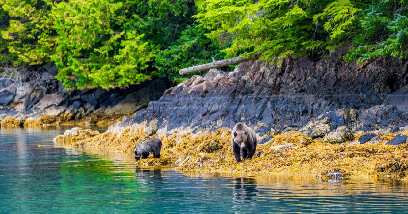 Great Bear Rainforest, British Columbia