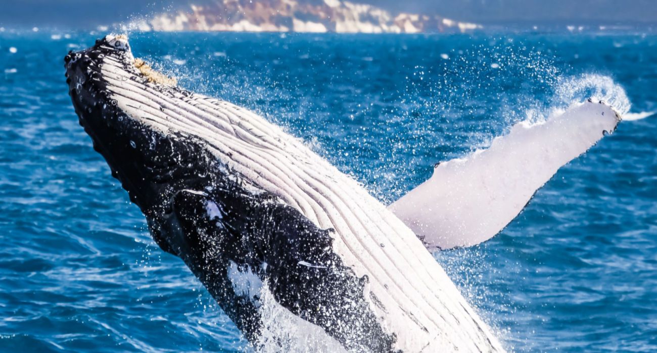 Australia's Hervey Bay Is Known As A Whale Watching Capital Of The World