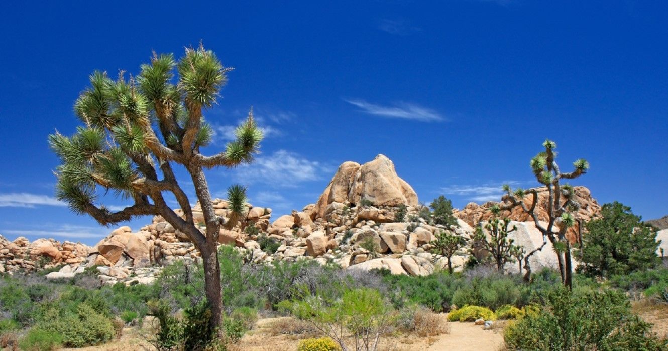 Desert plants and boulders in Joshua Tree National Park during the day