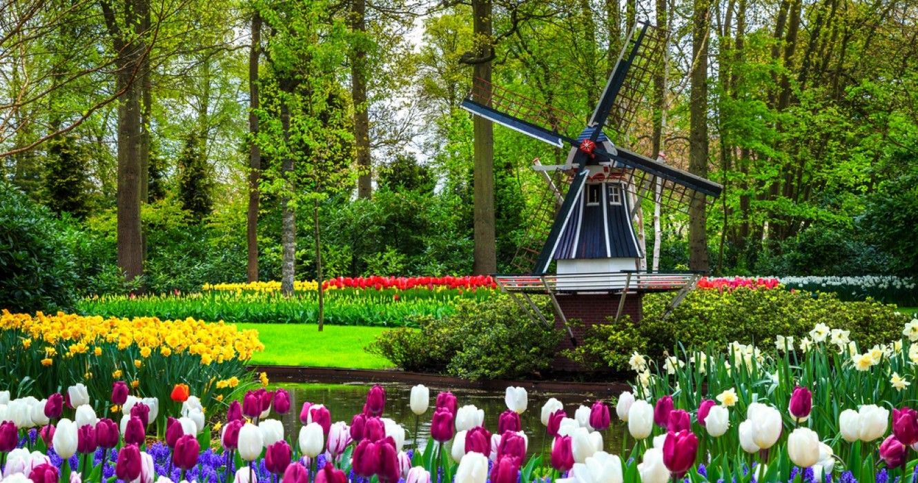 Keukenhof garden with colorful fresh tulips, Netherlands