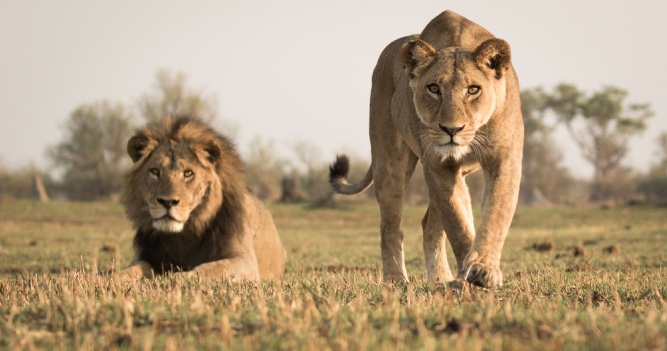 Lion and lioness