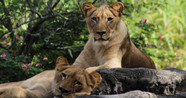 10 Reasons You Should Visit Busch Gardens In Tampa Flipboard