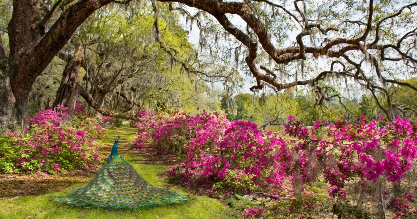 Magnolia Plantation and Gardens, Charleston, South Carolina