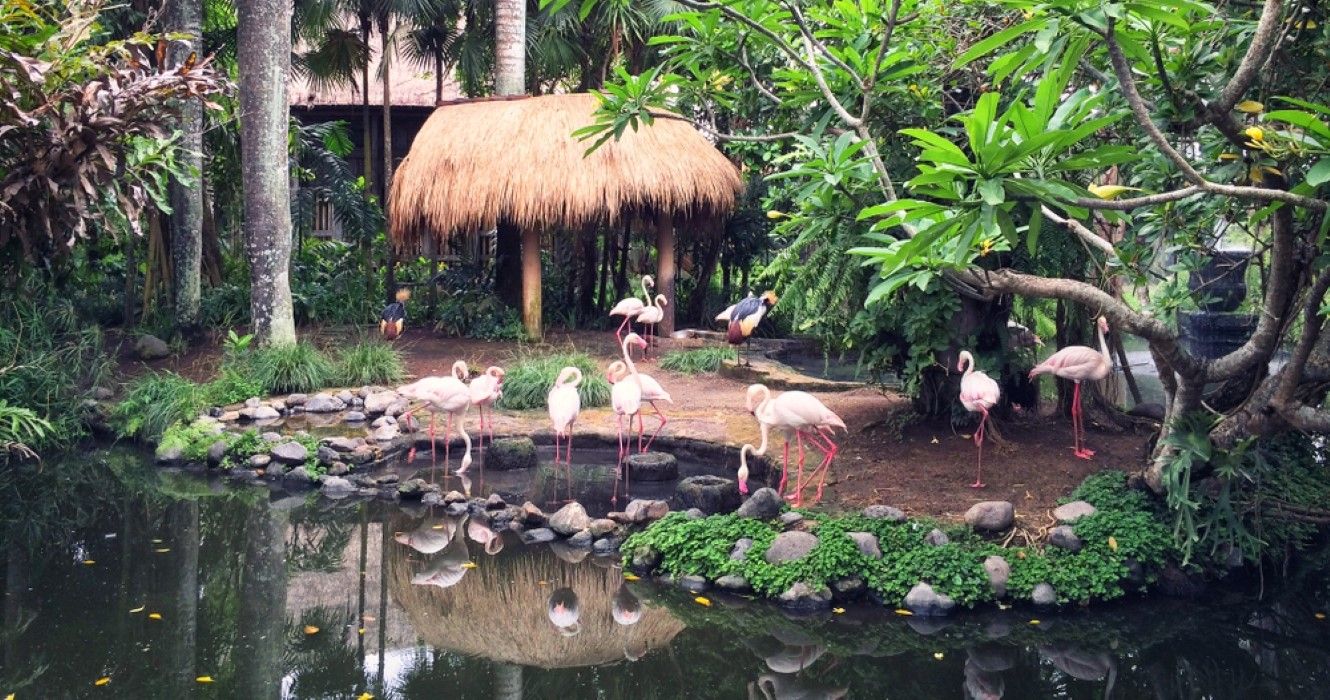 Pink Flamingo Birds in Busch Gardens, Tampa, Florida