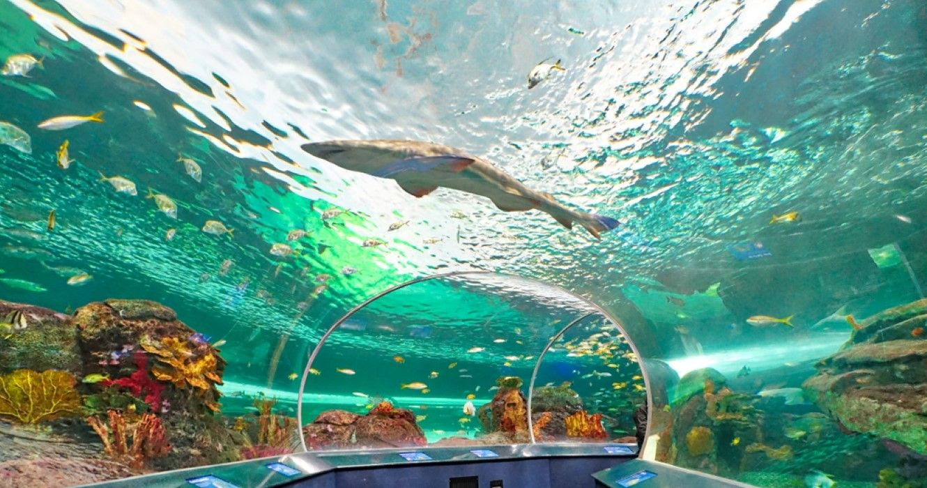 Here's Everything You Should Know About The Ripley's Aquarium Of Canada