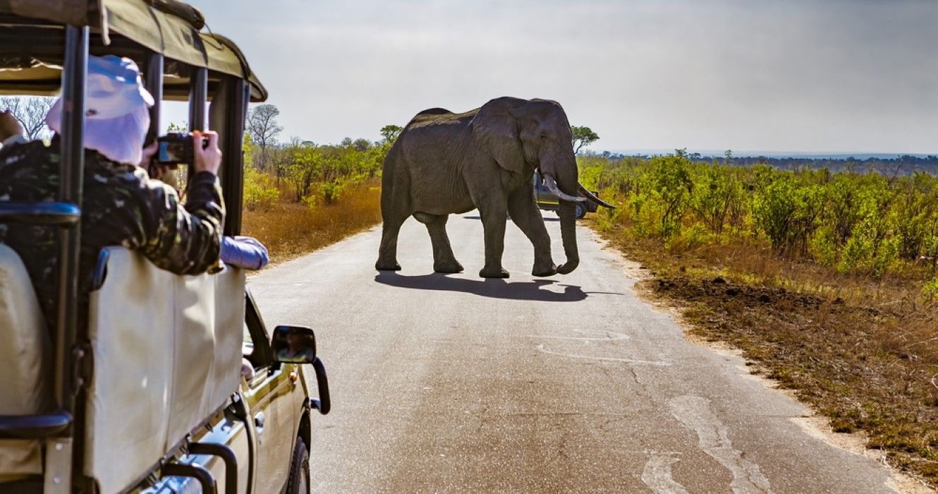 Why Is Kruger National Park So Famous? Here's An Inside Look
