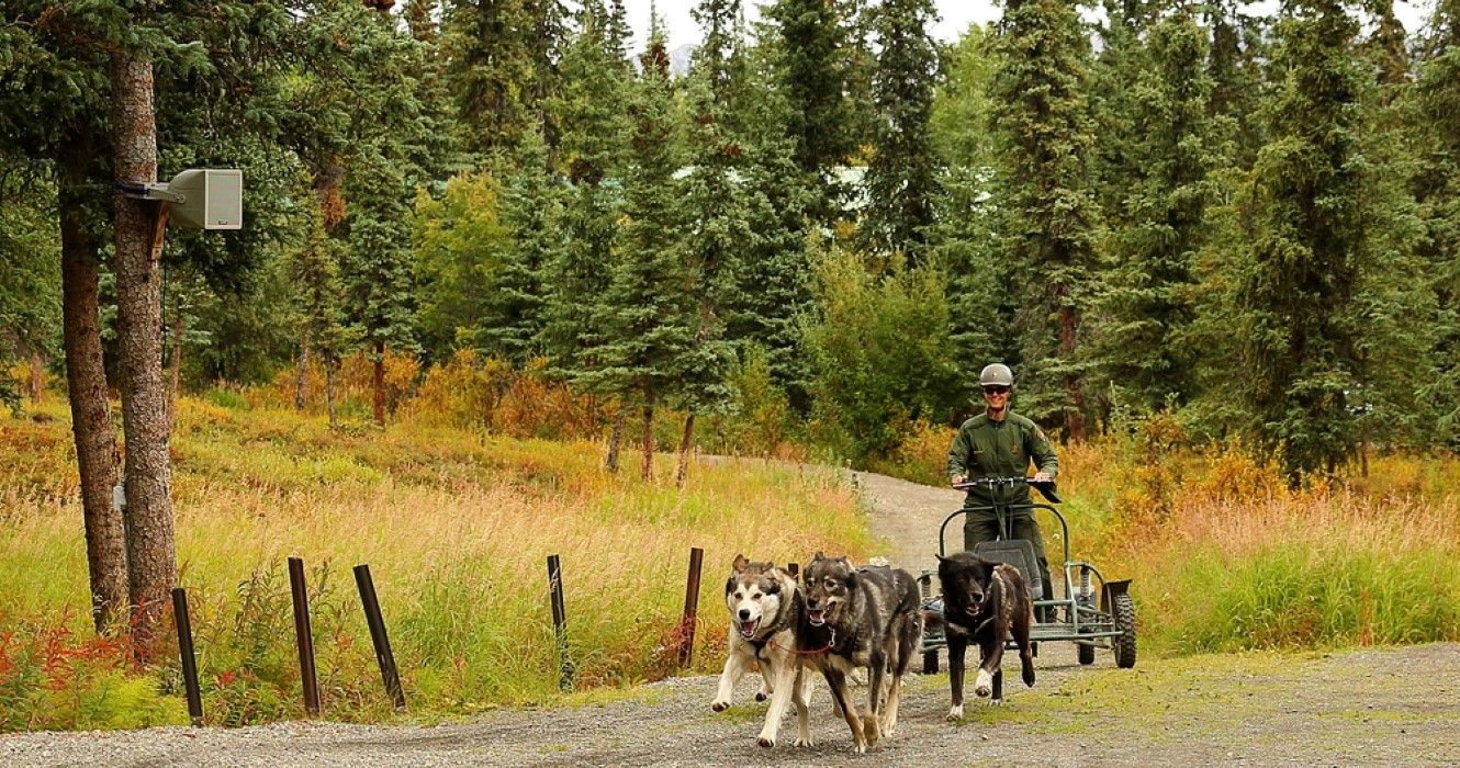 Sled dog demonstration at Denali National Park, Alaska