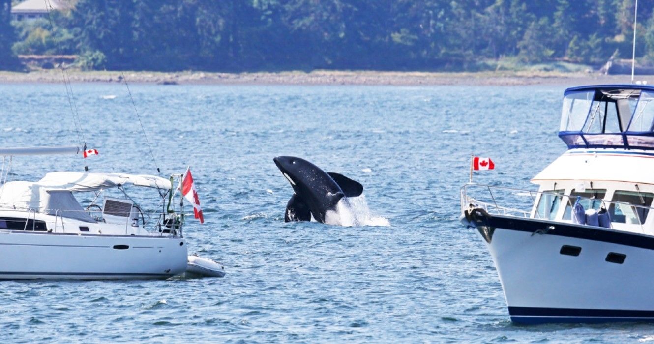 Whale watching on Vancouver Island, Canada