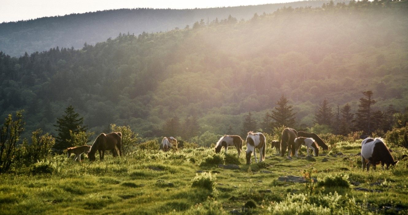 Wild Ponies at Grayson Highlands State Park in Jefferson National Forest in Virginia