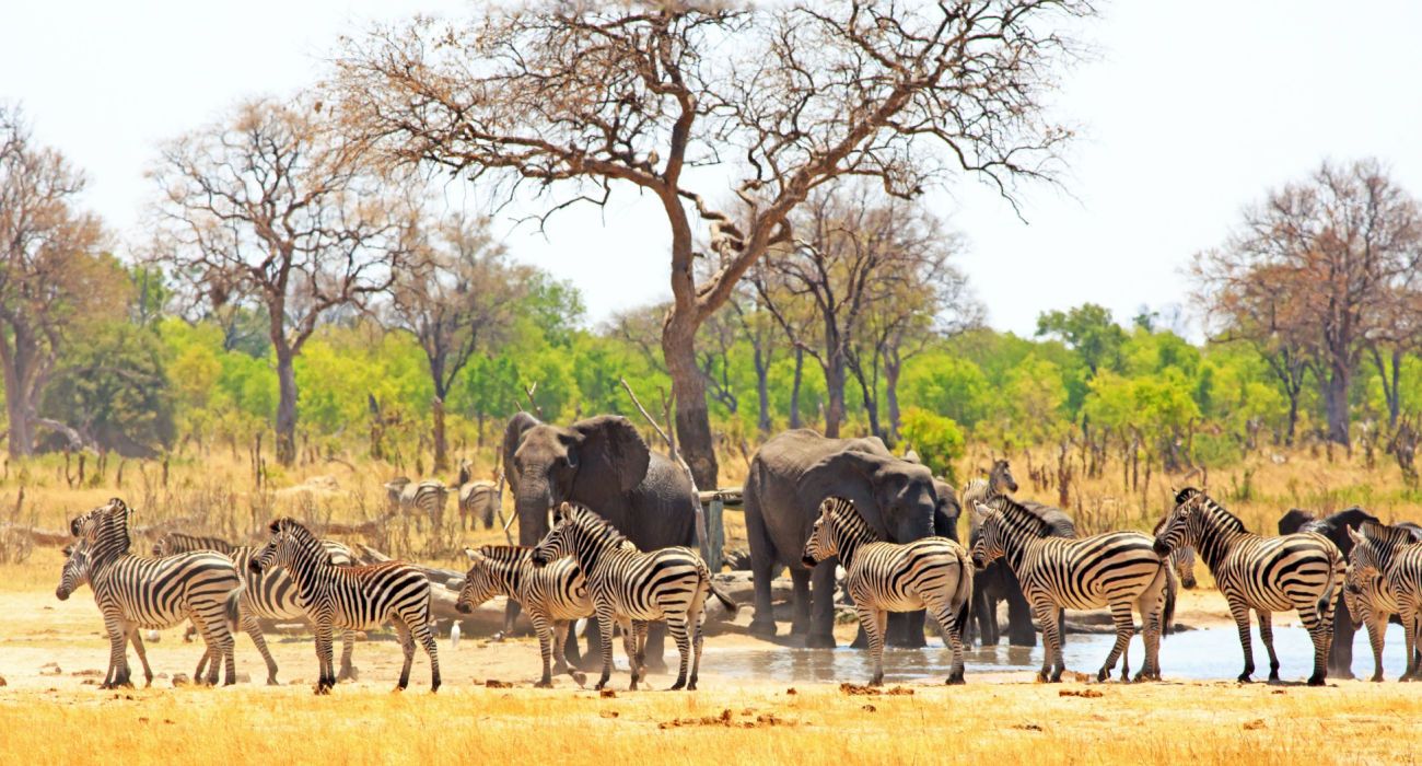 a waterhole on the Makololo plains with elephants and zebras
