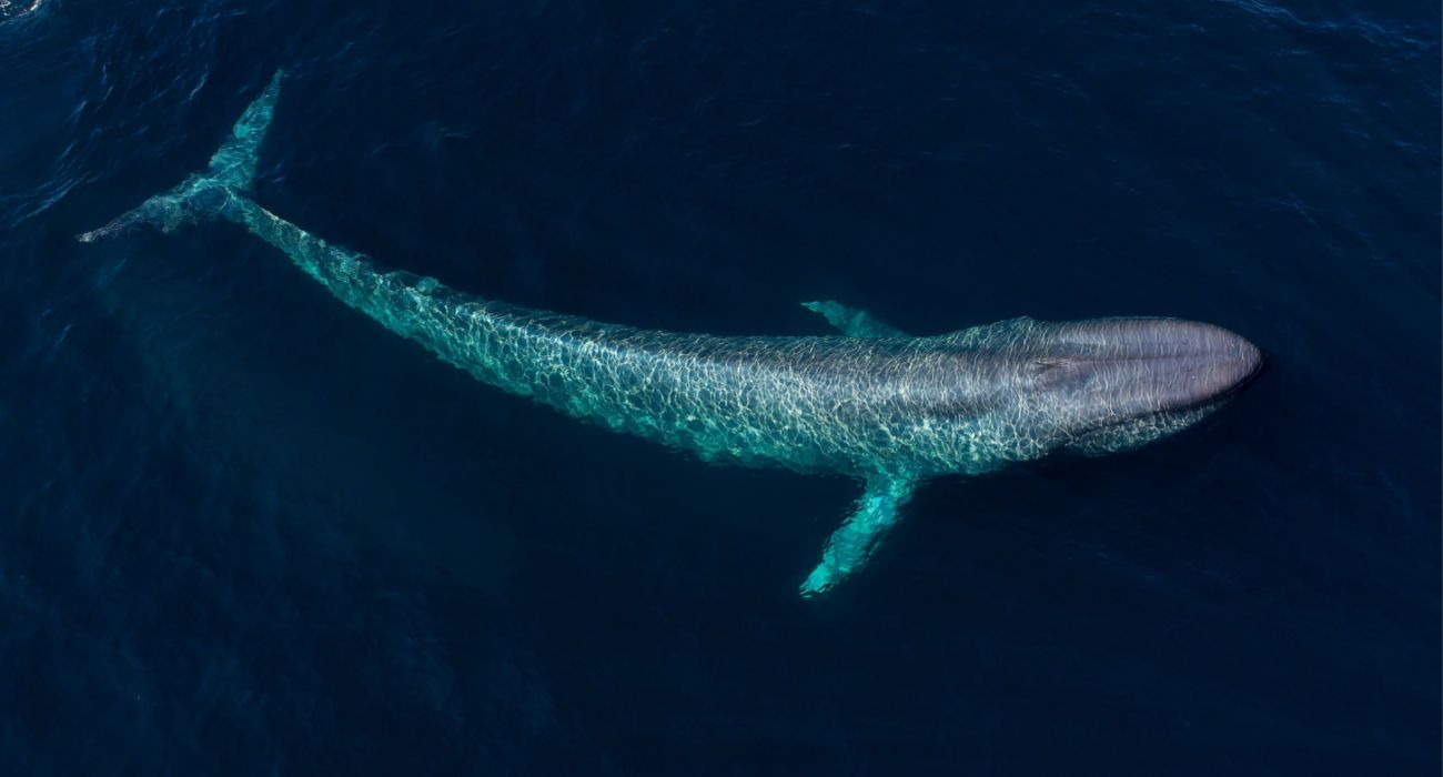 How To See & Swim With The Incredible Blue Whale