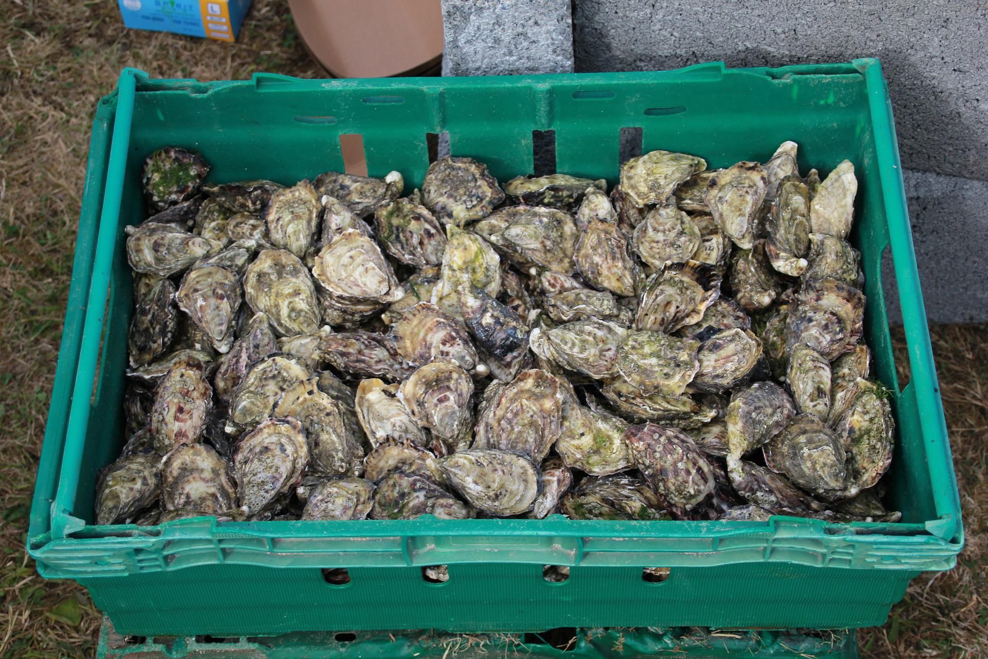 bushel of oysters