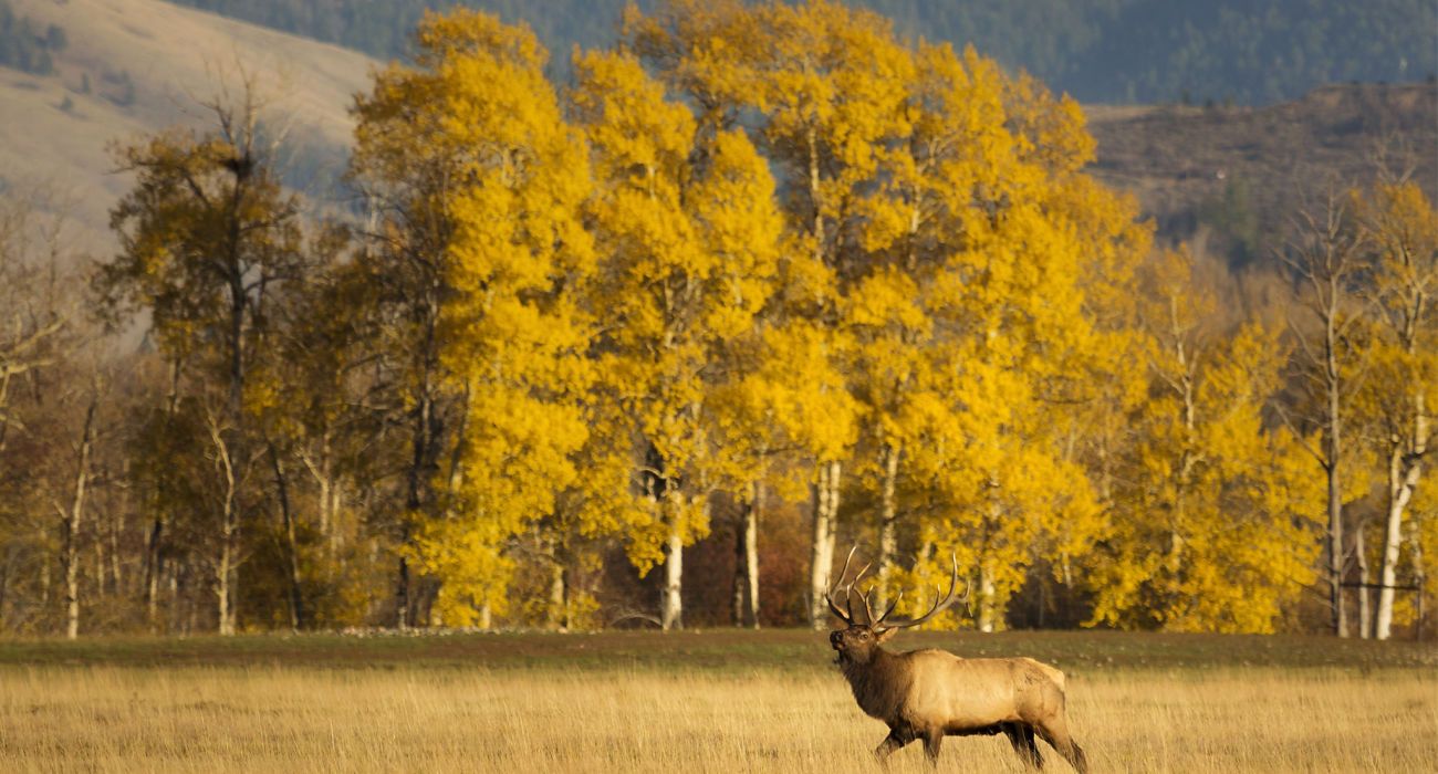 A bull elk follows his harem in Jackson Hole