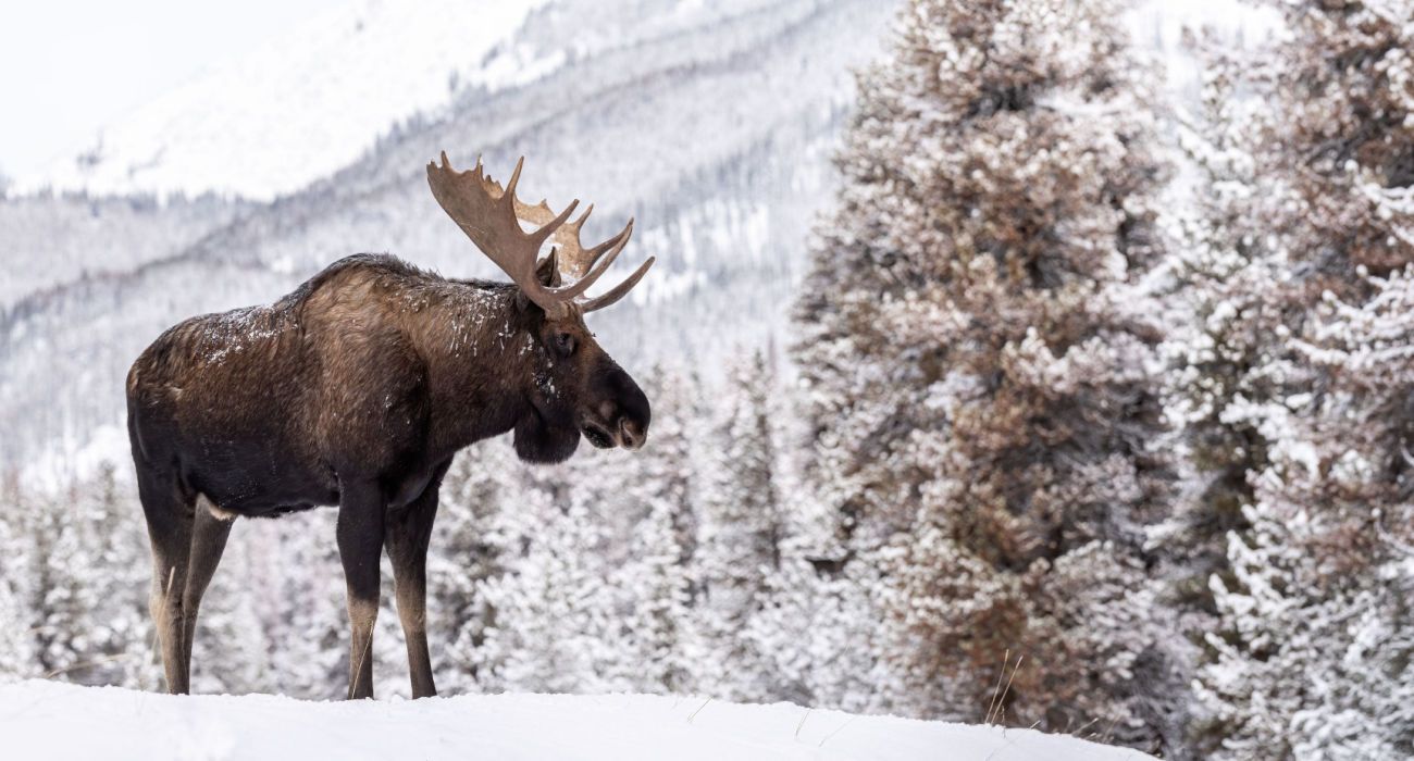 A moose in snow in Jasper Canada