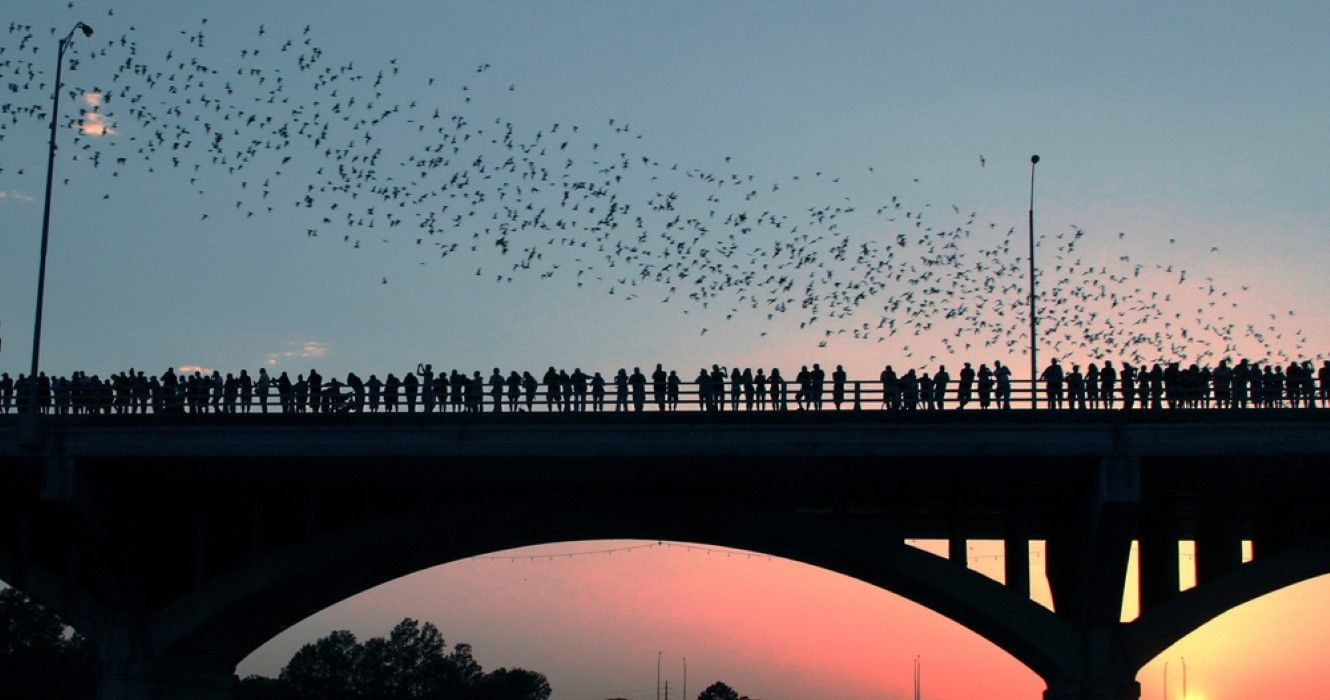 Bat show on Congress Avenue Bridge in Austin