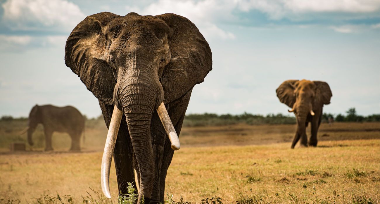 Big tusker elephant that wonders across african savanna
