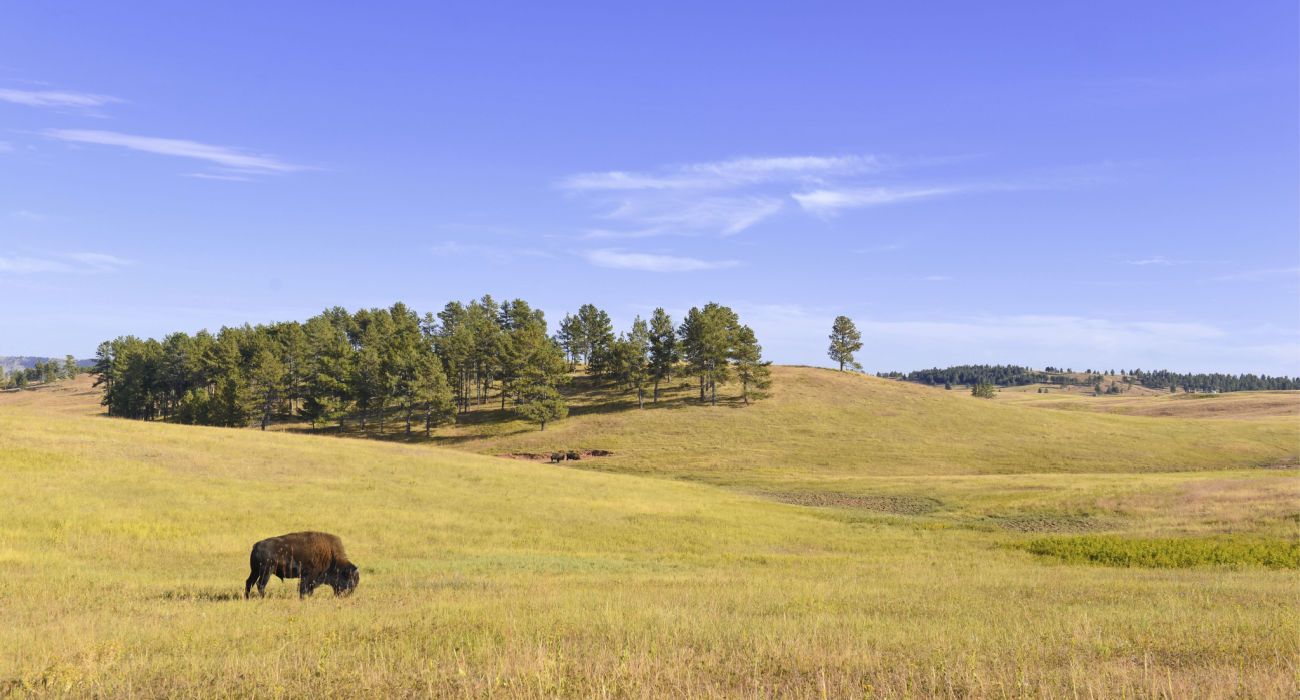 Bison In North American Grasslands