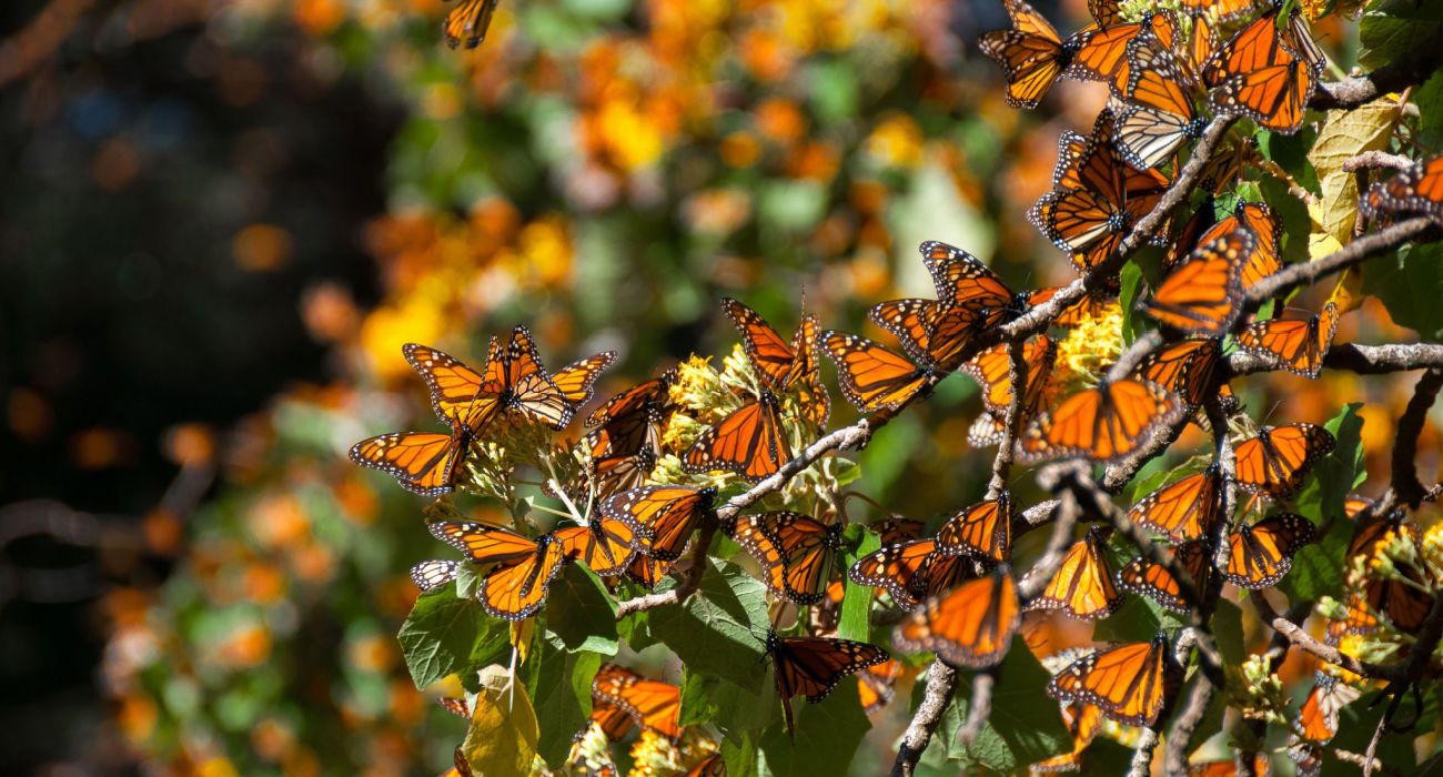 Monarch Butterfly Biosphere Reserve, Michoacan