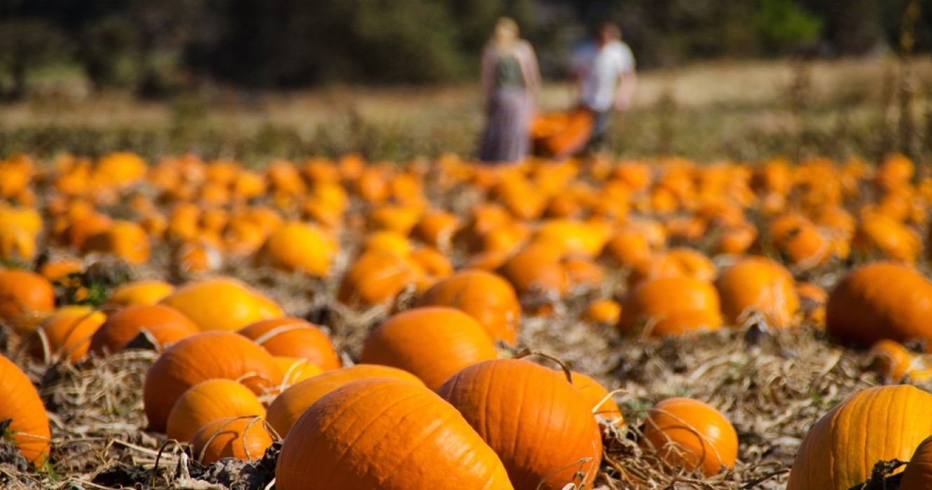 Pumpkin patch