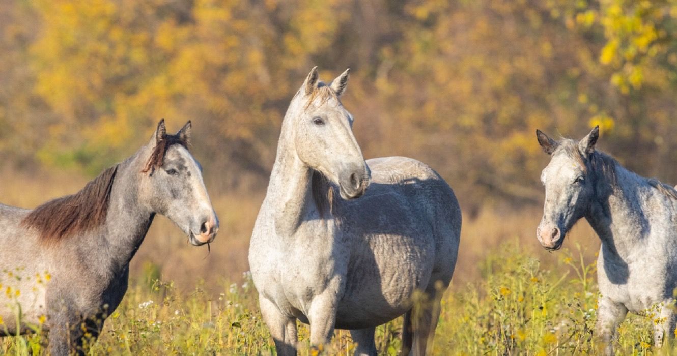 Wild horses of Eminence, Missouri