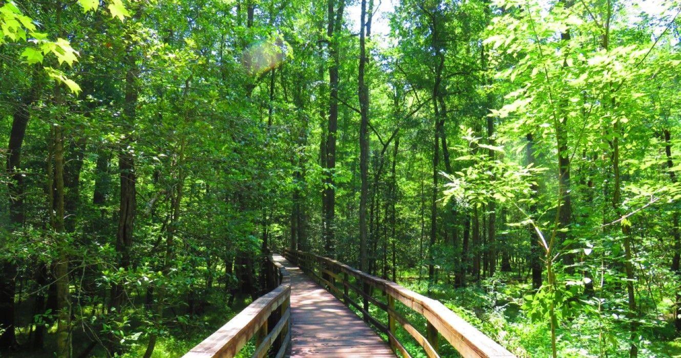 Boardwalk in Congaree National Park