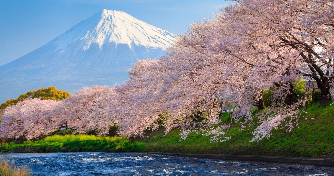 Cherry blossoms and Mountain Fuji in Japan