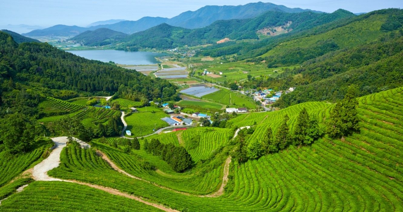 Green Tea Farm in Boseong-gun, South Korea