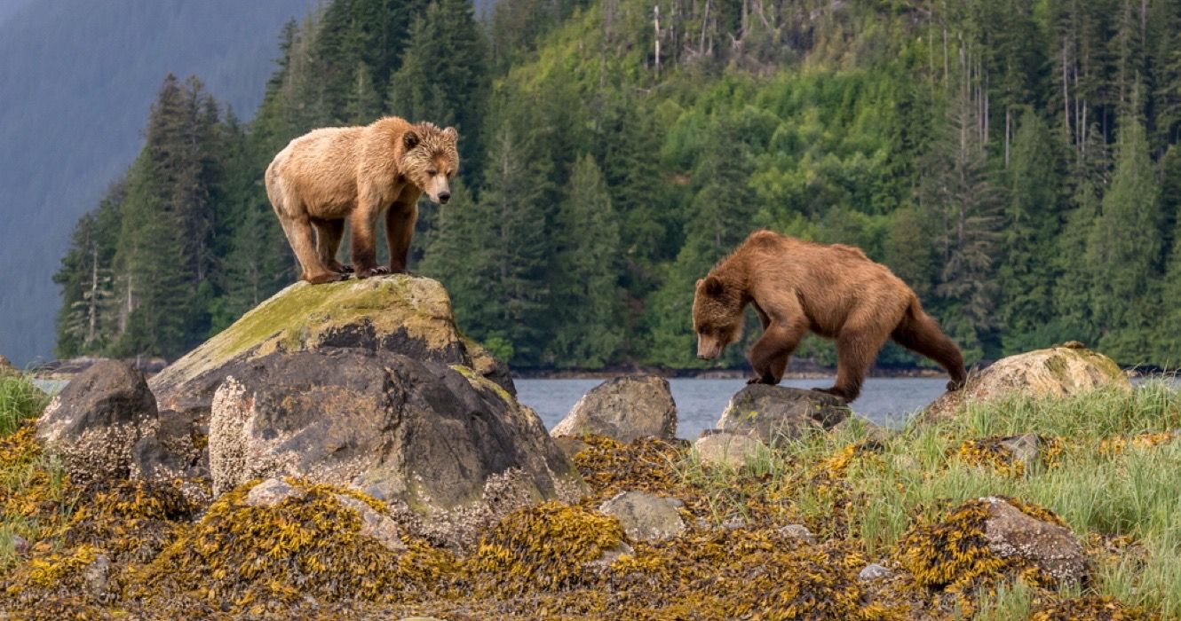 great bear rainforest tourism