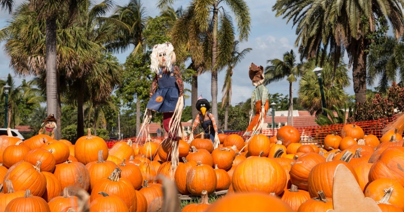 Pumpkin patch in Miami, Florida